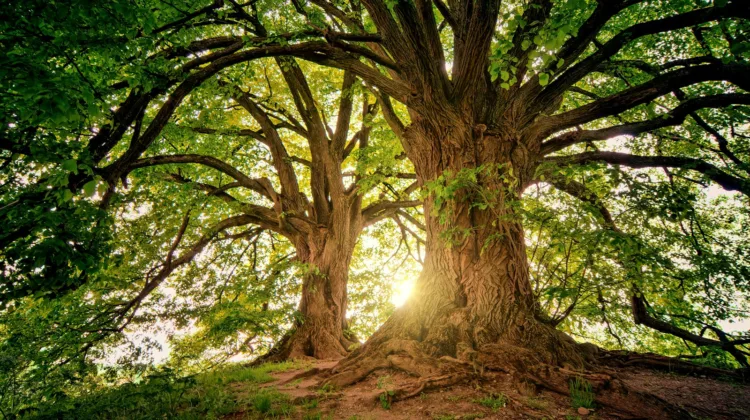 two brown trees